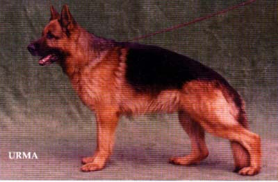 Quando vom Bohawald | German Shepherd Dog 