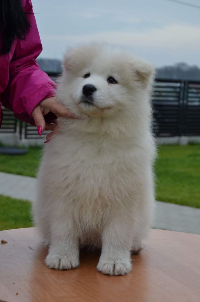 Whitewishfully RUSSIAN SPIRIT | Samoyed 