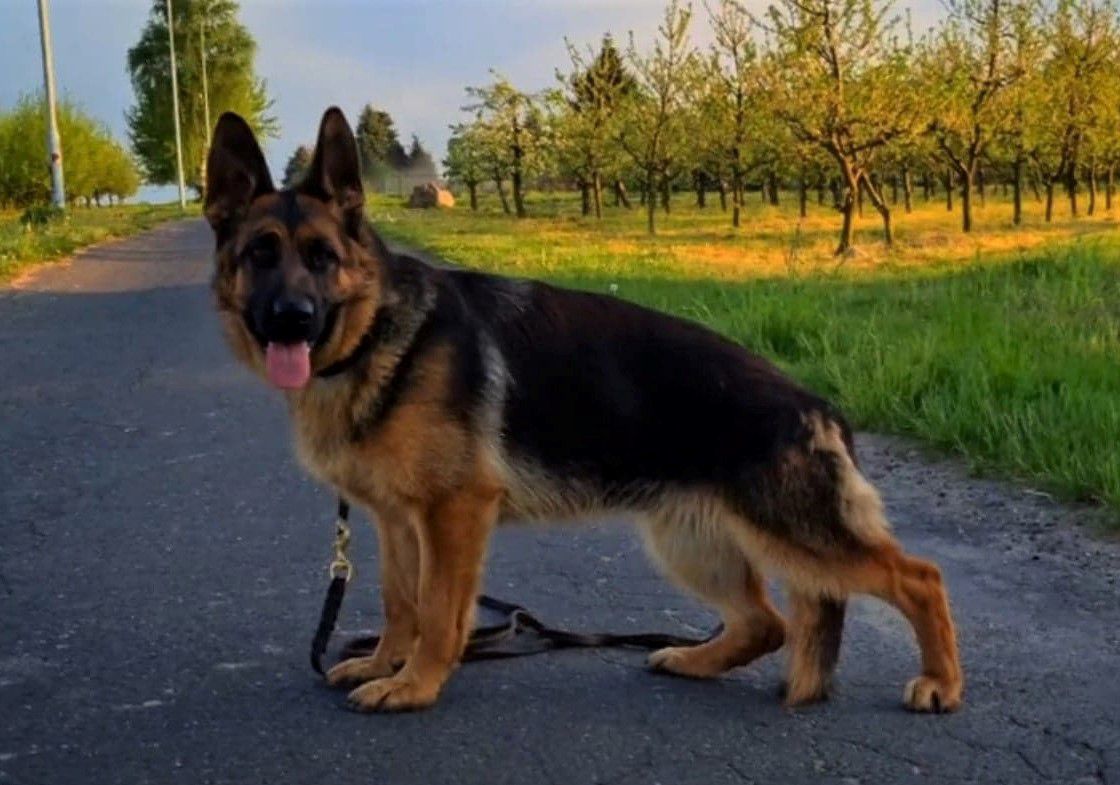 FRIDA von Domitian | German Shepherd Dog 