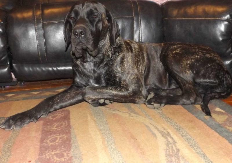 MJ's Flat Rockin Allie | Mastiff 