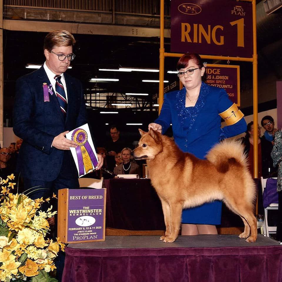 Bo-Co-Pa's I'm Sexy And I Know It! | Finnish Spitz 