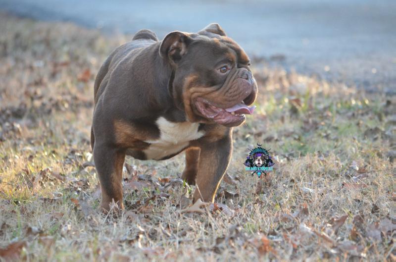 KHAOS' TRI NOT TO CRINGE | Olde English Bulldogge 