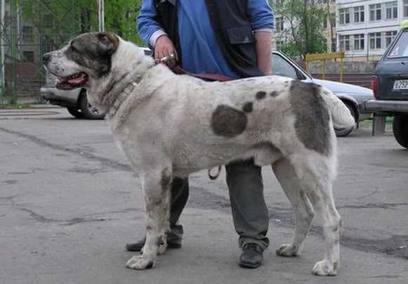 Altin Kumli Karakush | Central Asian Shepherd Dog 