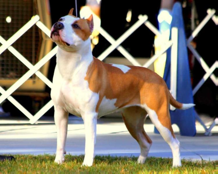 Whit's Stars Over Texas | American Staffordshire Terrier 