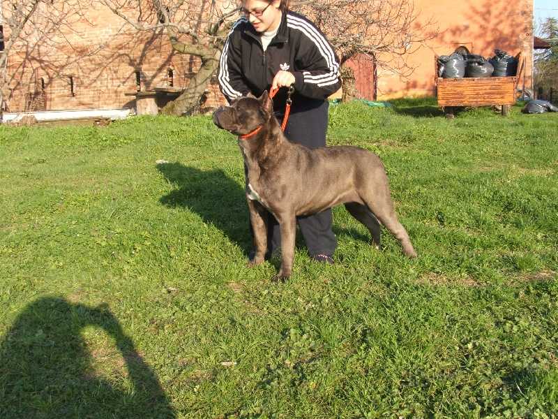 Athena Des trois archanges | Cane Corso 