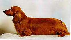 Cliffmere Acclaim for Ralines | Dachshund 