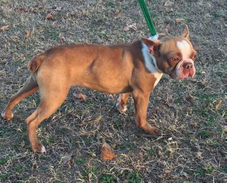 Ginger Snapp Bates | Boston Terrier 