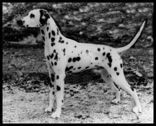 Jack Daniels of Watseka | Dalmatian 