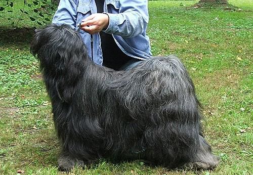 JO-CEE-FUZ VON KHAMPA-LA | Tibetan Terrier 