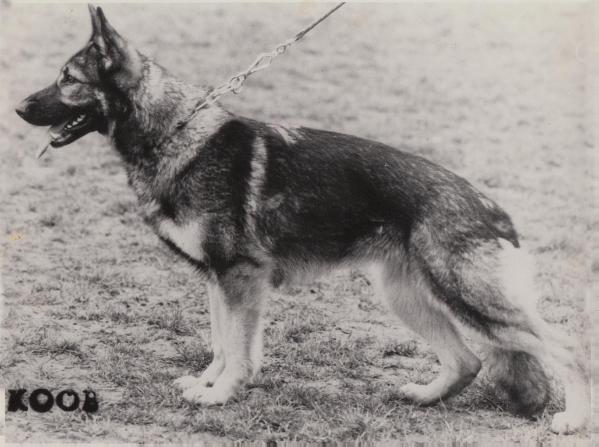 Era von der Wienerau | German Shepherd Dog 