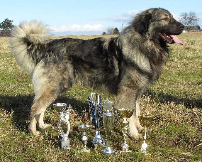 Ištar Wells Sharislands | Yugoslavian Shepherd Dog-Sarplaninac 