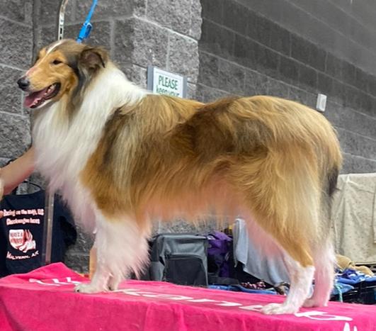 Let It Go Lujoan Dream Collies | Rough Collie 