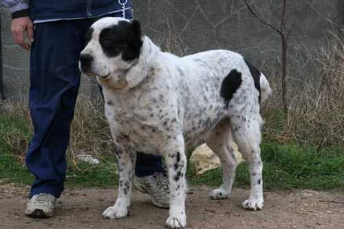 AKCHA MATO ow. Lipovskiy | Central Asian Shepherd Dog 