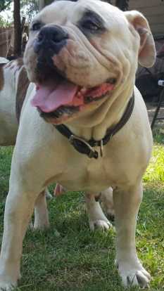 Valencia's Sugar Aokoa Suge White | Olde English Bulldogge 