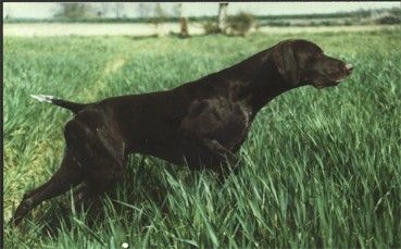 Hardy du Clos des Morandes | German Shorthaired Pointer 