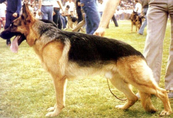 Vango von Adeloga | German Shepherd Dog 