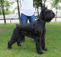 Zara II de Pichera | Giant Schnauzer 