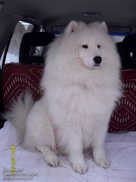 Medvezhya Staya Taezhnyiy Roman | Samoyed 