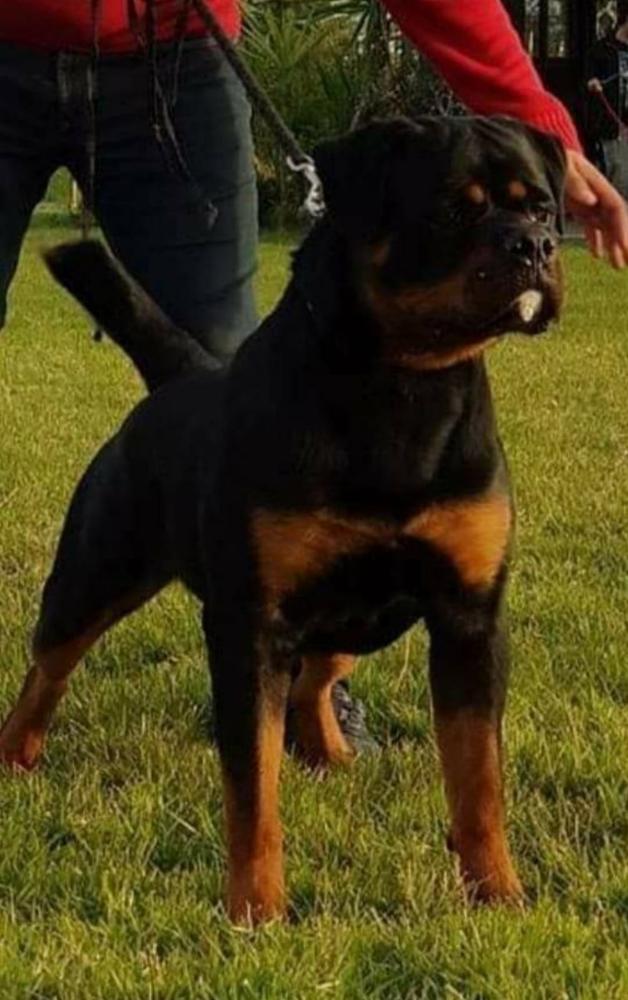 QAS aka HORUS | Rottweiler 