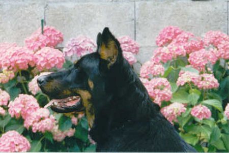 Misaine des Assiers | Beauceron 