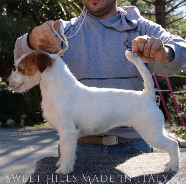 Sweet Hills Made in Italy | Jack Russell Terrier 