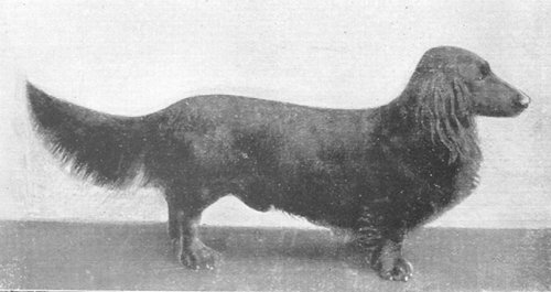 Regent von der Kettelburg | Dachshund 