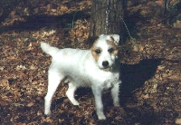 Zie Bram Van't Runsel | Parson Russell Terrier 