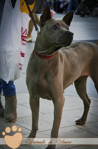 RENEE ESTRELLA WILDFLOWER LOTUS | Thai Ridgeback 