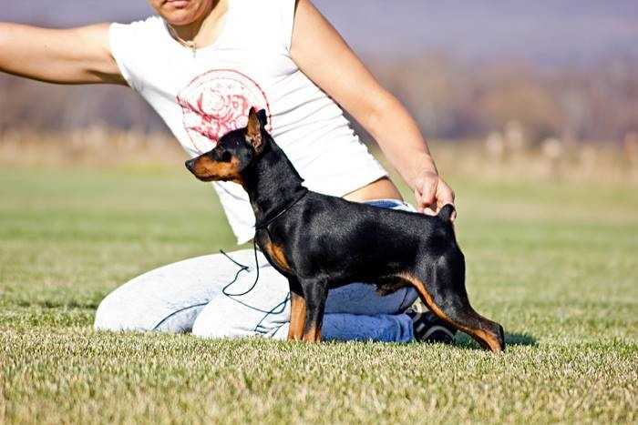 Slavjan Georgiy Pobedonosets | Miniature Pinscher 