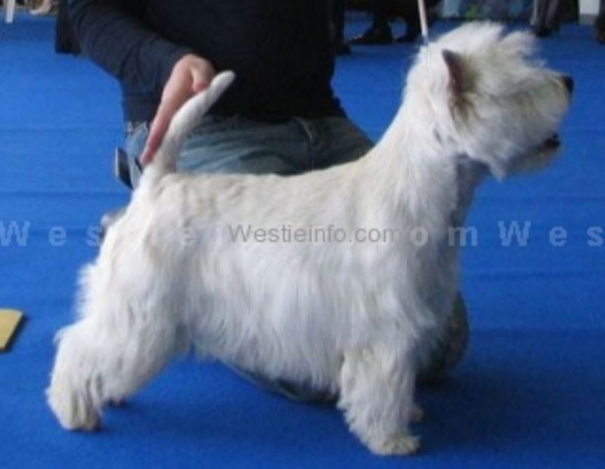 Vest Are Mehorando | West Highland White Terrier 