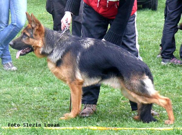 Timur Lonadard | German Shepherd Dog 