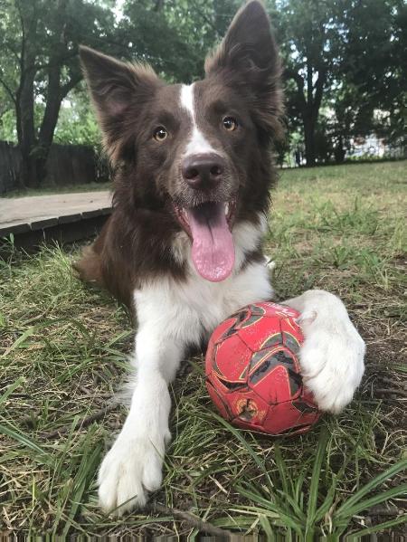 Distinctive Cu'Sith Crimson Sunset Over The Forest | Border Collie 