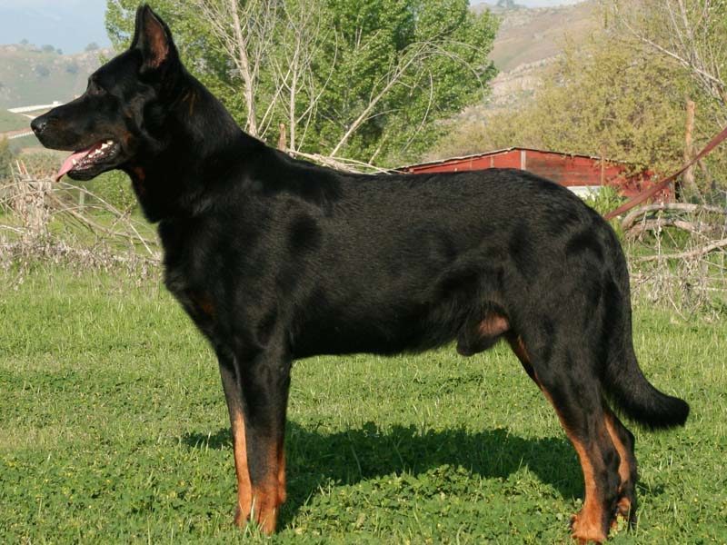 Arco Du Chateau Rocher | Beauceron 