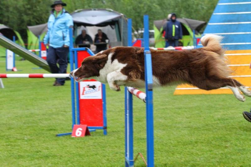 Daily Promise v. Benvenida's Joy | Border Collie 