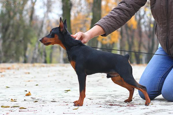 Fortis et Liber Besame Mucho | Miniature Pinscher 