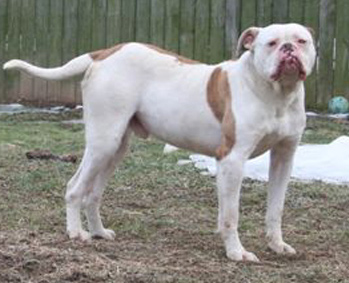 Jacob's Nugget | American Bulldog 