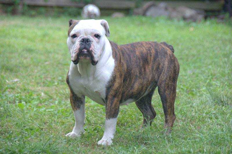 Catobulls Lilli | Olde English Bulldogge 