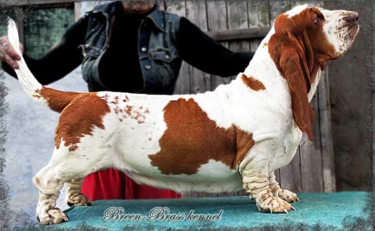 Zvenislava Iz Chernichnogo Raya | Basset Hound 