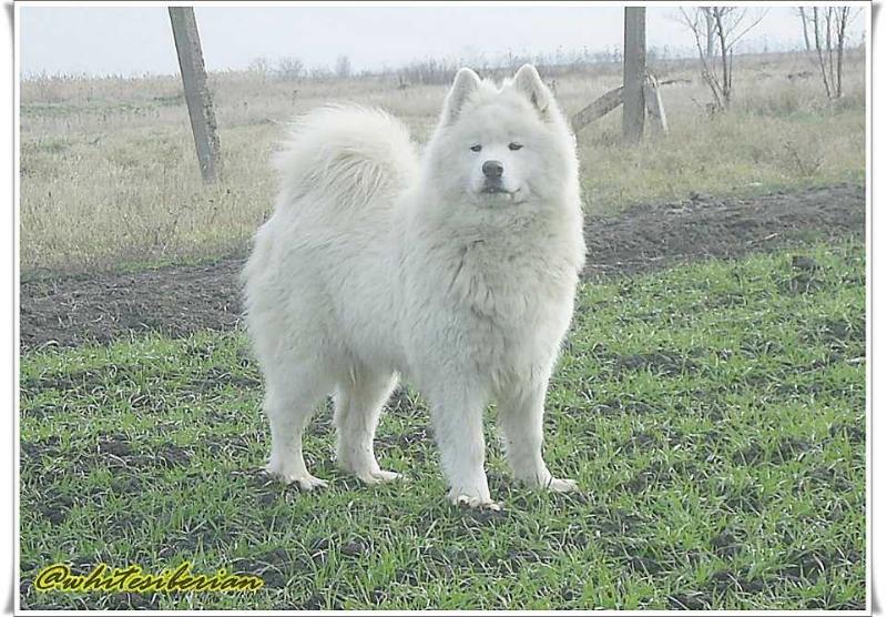 Emblematic Baby De Sanna Gourska "Julie" | Samoyed 