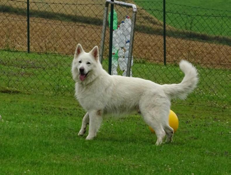 Hacon du Domaine de la Combe Noire | White Swiss Shepherd Dog 