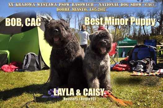 CAISY Bouviery z Regla FCI | Bouvier des Flandres 