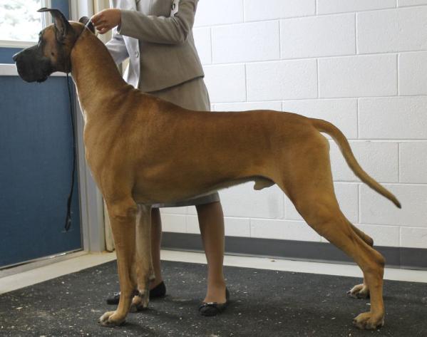 Witamy's As I Am | Great Dane 