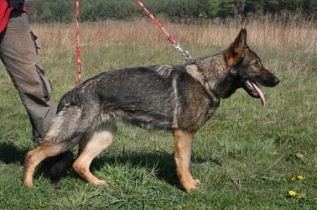 Ally von Sandokan (2006) | German Shepherd Dog 