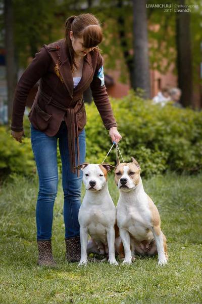 Underground Line Jet Set | American Staffordshire Terrier 