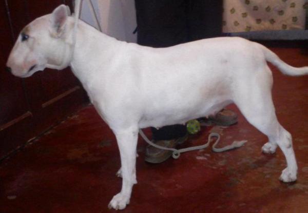 FoMo´s Gaga | Bull Terrier 