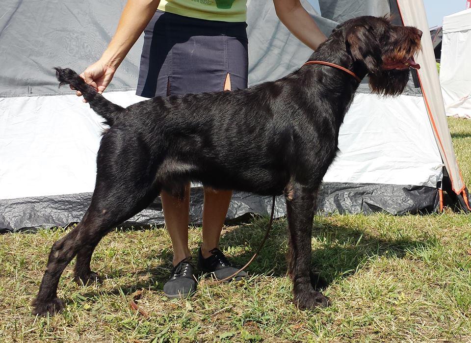 Bajnok-Menti Falco | German Wirehaired Pointer 