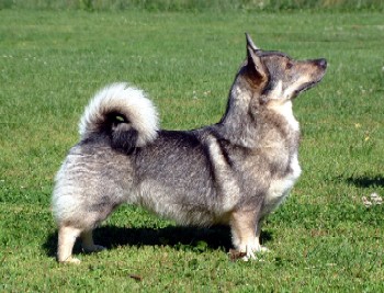 Jaxonville Eloisa Elisa | Swedish Vallhund 