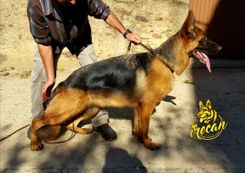 Milagro de los Briqueros | German Shepherd Dog 