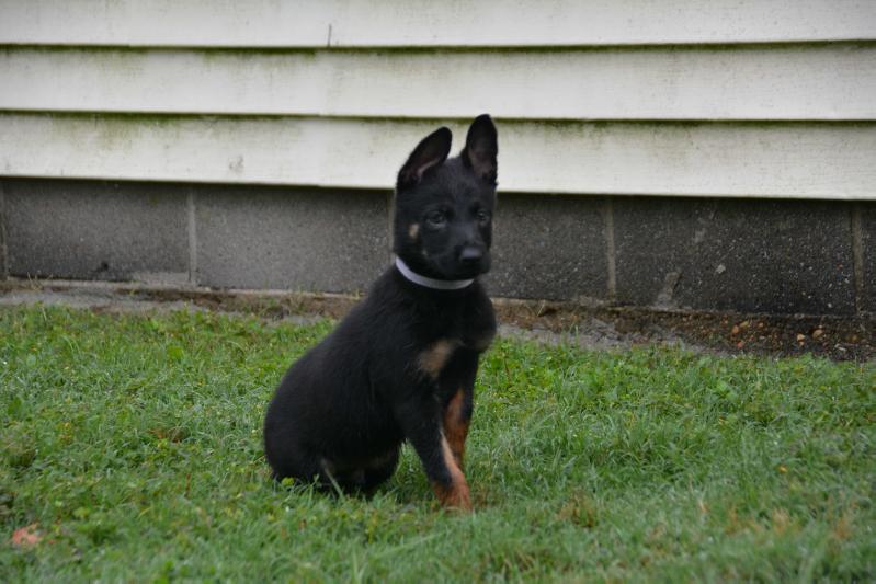 Cavalier K9's Rambo | Dutch Shepherd 