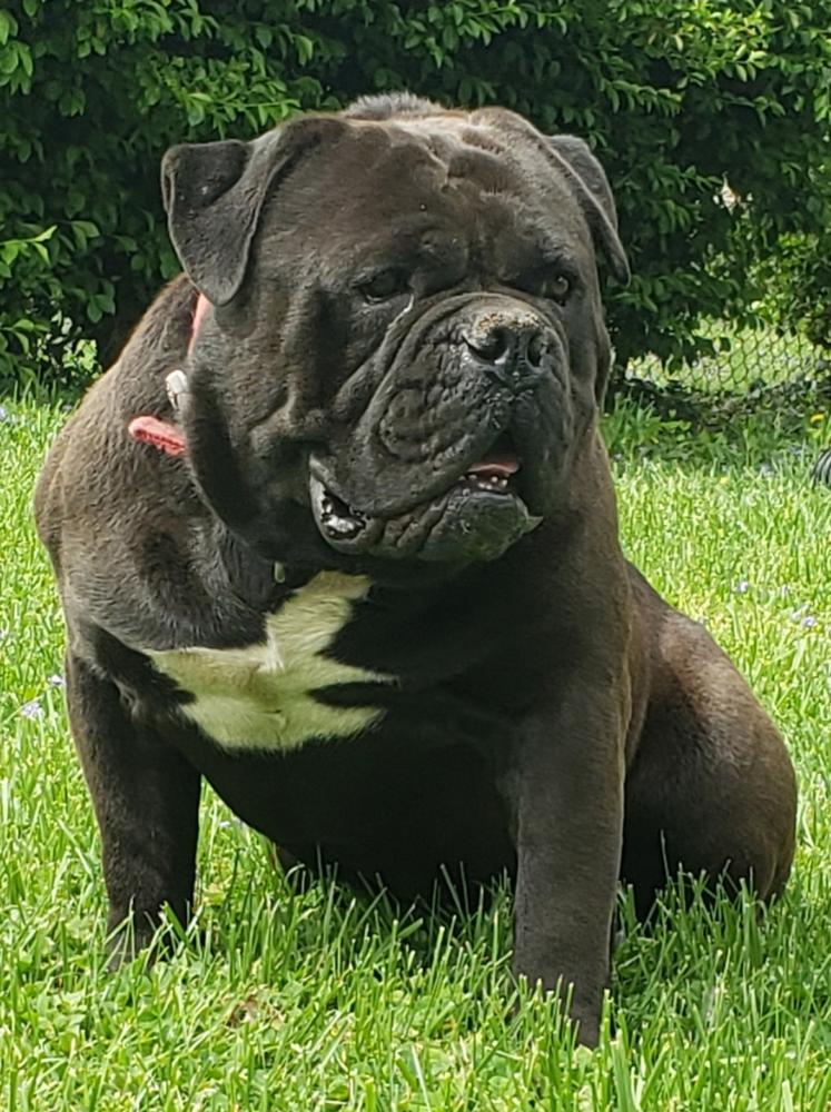 Batman of buffalo creek | Olde English Bulldogge 